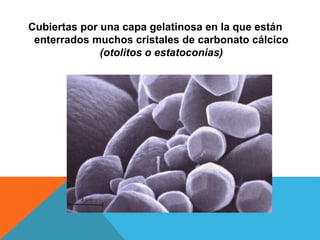 Cubiertas por una capa gelatinosa en la que están 
enterrados muchos cristales de carbonato cálcico 
(otolitos o estatoconias) 
 