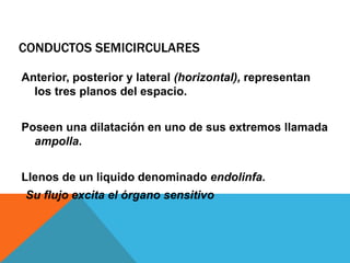 CONDUCTOS SEMICIRCULARES 
Anterior, posterior y lateral (horizontal), representan 
los tres planos del espacio. 
Poseen una dilatación en uno de sus extremos llamada 
ampolla. 
Llenos de un liquido denominado endolinfa. 
Su flujo excita el órgano sensitivo 
 