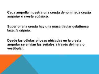 Cada ampolla muestra una cresta denominada cresta 
ampular o cresta acústica. 
Superior a la cresta hay una masa tisular gelatinosa 
laxa, la cúpula. 
Desde las células pilosas ubicadas en la cresta 
ampular se envían las señales a través del nervio 
vestibular. 
 