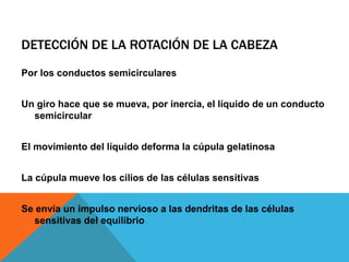 DETECCIÓN DE LA ROTACIÓN DE LA CABEZA 
Por los conductos semicirculares 
Un giro hace que se mueva, por inercia, el líquido de un conducto 
semicircular 
El movimiento del líquido deforma la cúpula gelatinosa 
La cúpula mueve los cilios de las células sensitivas 
Se envía un impulso nervioso a las dendritas de las células 
sensitivas del equilibrio 
 