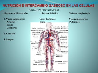 NUTRICIÓN E INTERCAMBIO GASEOSO EN LAS CÉLULAS
ORGANIZACIÓN GENERAL
Sistema cardiovascular Sistema linfático Sistema respiratorio
1. Vasos sanguíneos: Vasos linfáticos Vías respiratorias
Arterias Linfa Pulmones
Venas
Capilares
2. Corazón
3. Sangre
 