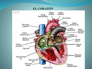 EL CORAZÓN
 