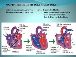 MOVIMIENTOS DE SISTOLE Y DIASTOLE
Diástole (relajación) : Aur o Vent Áreas de control del latido:
Sístole (contracción) : Aur o Vent nodo sinoauricular o marcapaso,
nodo aurículoventricular,
haz de His y red de Purkinje.
 