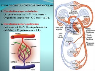 TIPOS DE CIRCULACIÓN CARDIOVASCULAR
1. Circulación mayor o sistémica.
(A. pulmonares - A I – V I – A. aorta –
Organismo (capilares) - V. Cavas – A D ).
2. Circulación menor o pulmonar.
(V. Cavas - A D – V D – A. pulmonares
(alvéolos) – V. pulmonares – A I ).
 