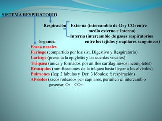 SISTEMA RESPIRATORIO
Respiración Externa (intercambio de O2 y CO2 entre
medio externo e interno)
Interna (intercambio de gases respiratorios
órganos: entre los tejidos y capilares sanguíneos)
Fosas nasales
Faringe (compartido por los sist. Digestivo y Respiratorio)
Laringe (presenta la epiglotis y las cuerdas vocales)
Tráquea (única y formados por anillos cartilaginosos incompletos)
Bronquios (ramificaciones de la tráquea hasta llegar a los alvéolos)
Pulmones (Izq: 2 lóbulos y Der: 3 lóbulos; f: respiración)
Alvéolos (sacos rodeados por capilares, permiten el intercambio
gaseoso: O2 – CO2.
 