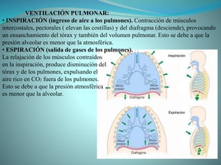 VENTILACIÓN PULMONAR:
• INSPIRACIÓN (ingreso de aire a los pulmones). Contracción de músculos
intercostales, pectorales ( elevan las costillas) y del diafragma (desciende), provocando
un ensanchamiento del tórax y también del volumen pulmonar. Esto se debe a que la
presión alveolar es menor que la atmosférica.
• ESPIRACIÓN (salida de gases de los pulmones).
La relajación de los músculos contraídos
en la inspiración, produce disminución del
tórax y de los pulmones, expulsando el
aire rico en CO2 fuera de los pulmones.
Esto se debe a que la presión atmosférica
es menor que la alveolar.
 