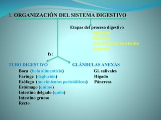 1. ORGANIZACIÓN DEL SISTEMA DIGESTIVO
Etapas del proceso digestivo
Ingestión
Digestión
Absorción de nutrientes
Egestión
fx:
TUBO DIGESTIVO GLÁNDULAS ANEXAS
Boca (bolo alimenticio) Gl. salivales
Faringe (deglución) Hígado
Esófago (movimientos peristálticos) Páncreas
Estómago (quimo)
Intestino delgado (quilo)
Intestino grueso
Recto
 