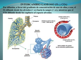 INTERCAMBIO GASEOSO (O2 y CO2)
Por difusión, a favor del gradiente de concentración de uno de ellos, o sea, el
O2 difunde desde los alvéolos (> cc) hacia la sangre (< cc), mientras que el
CO2 difunde desde los capilares al espacio alveolar.
 