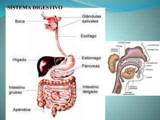 SISTEMA DIGESTIVO
 