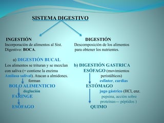 INGESTIÓN DIGESTIÓN
Incorporación de alimentos al Sist. Descomposición de los alimentos
Digestivo: BOCA. para obtener los nutrientes.
a) DIGESTIÓN BUCAL
Los alimentos se trituran y se mezclan b) DIGESTIÓN GASTRICA
con saliva (= contiene la enzima ESÓFAGO (movimientos
Amilasa salival). Atacan a almidones. peristálticos)
forman esfínter, cardias
BOLO ALIMENTICIO ESTÓMAGO
deglución jugo gástrico (HCl, enz.
FARINGE pepsina, acción sobre
proteínas--- péptidos )
ESÓFAGO QUIMO
SISTEMA DIGESTIVO
 