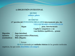 QUIMO
esfínter, píloro
DUODENO
(1º porción del INTESTINO DELGADO) internamente pta., las
VELLOCIDADES INTESTINALES
llegan ptan. Interiormente
Capilares sanguíneos y un
vaso linfático (quilífero)… grasas
Digestión Jugo intestinal,
Química Jugo pancreático (Páncreas),
(enzimática) Bilis (Hígado)
forman
QUILO (formada por unidades básicas de las grandes moléculas
orgánicas, las que serán absorbidas a la sangre)
c) DIGESTIÓN INTESTINAL
 