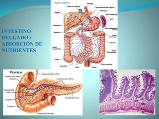 INTESTINO
DELGADO :
ABSORCIÓN DE
NUTRIENTES
 