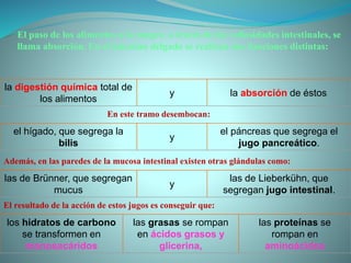 El paso de los alimentos a la sangre, a través de las vellosidades intestinales, se
llama absorción. En el intestino delgado se realizan dos funciones distintas:
la digestión química total de
los alimentos
y la absorción de éstos.
En este tramo desembocan:
el hígado, que segrega la
bilis
y
el páncreas que segrega el
jugo pancreático.
Además, en las paredes de la mucosa intestinal existen otras glándulas como:
las de Brünner, que segregan
mucus
y
las de Lieberkühn, que
segregan jugo intestinal.
El resultado de la acción de estos jugos es conseguir que:
los hidratos de carbono
se transformen en
monosacáridos
las grasas se rompan
en ácidos grasos y
glicerina,
las proteínas se
rompan en
aminoácidos
 