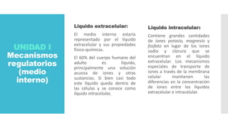 UNIDAD I
Mecanismos
regulatorios
(medio
interno)
Liquido extracelular:
El medio interno estaría
representado por el liquido
extracelular y sus propiedades
físico-químicas.
El 60% del cuerpo humano del
adulto es líquido,
principalmente una solución
acuosa de iones y otras
sustancias. Si bien casi todo
este líquido queda dentro de
las células y se conoce como
líquido intracelular,
Liquido intracelular:
Contiene grandes cantidades
de iones potasio, magnesio y
fosfato en lugar de los iones
sodio y cloruro que se
encuentran en el líquido
extracelular. Los mecanismos
especiales de transporte de
iones a través de la membrana
celular mantienen las
diferencias en la concentración
de iones entre los líquidos
extracelular e intracelular.
 