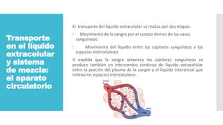 Transporte
en el líquido
extracelular
y sistema
de mezcla:
el aparato
circulatorio
El transporte del liquido extracelular se realiza por dos etapas:
 Movimiento de la sangre por el cuerpo dentro de los vasos
sanguíneos.
 Movimiento del líquido entre los capilares sanguíneos y los
espacios intercelulares.
A medida que la sangre atraviesa los capilares sanguíneos se
produce también un intercambio continuo de líquido extracelular
entre la porción del plasma de la sangre y el líquido intersticial que
rellena los espacios intercelulares.
 