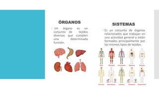 ÒRGANOS
 Un órgano es un
conjunto de tejidos
diversos que cumplen
una determinada
función.
SISTEMAS
 Es un conjunto de órganos
relacionados que trabajan en
una actividad general y están
formados principalmente por
los mismos tipos de tejidos.
 