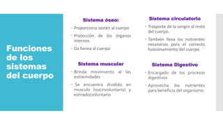Funciones
de los
sistemas
del cuerpo
Sistema óseo:
 Proporciona sostén al cuerpo
 Protección de los órganos
internos
 Da forma al cuerpo
Sistema muscular
 Brinda movimiento al las
extremidades
 Se encuentra dividido en
musculo liso(involuntario) y
estriado(voluntario
Sistema circulatorio
 Trasporte de la sangre al resto
del cuerpo.
 También lleva los nutrientes
necesarios para el correcto
funcionamiento del cuerpo.
Sistema Digestivo
 Encargado de los procesos
digestivos
 Aprovecha los nutrientes
para beneficio del organismo
 