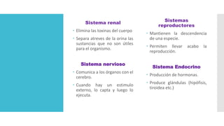 Sistema renal
 Elimina las toxinas del cuerpo
 Separa atreves de la orina las
sustancias que no son útiles
para el organismo.
Sistema nervioso
 Comunica a los órganos con el
cerebro.
 Cuando hay un estimulo
externo, lo capta y luego lo
ejecuta.
Sistemas
reproductores
 Mantienen la descendencia
de una especie.
 Permiten llevar acabo la
reproducción.
Sistema Endocrino
 Producción de hormonas.
 Produce glándulas (hipófisis,
tiroidea etc.)
 