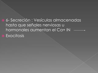 6- Secreción : Vesículas almacenadas hasta que señales nerviosas u hormonales aumentan el Ca+ IN,[object Object],Exocitosis,[object Object]