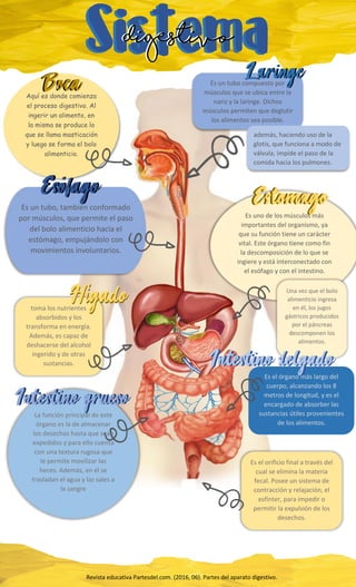 Digestivo
Digestivo
Aquí es donde comienza
el proceso digestivo. Al
ingerir un alimento, en
la misma se produce lo
que se llama masticación
y luego se forma el bolo
alimenticio.
Es un tubo compuesto por
músculos que se ubica entre la
nariz y la laringe. Dichos
músculos permiten que deglutir
los alimentos sea posible.
además, haciendo uso de la
glotis, que funciona a modo de
válvula, impide el paso de la
comida hacia los pulmones.
Es un tubo, también conformado
por músculos, que permite el paso
del bolo alimenticio hacia el
estómago, empujándolo con
movimientos involuntarios.
Es uno de los músculos más
importantes del organismo, ya
que su función tiene un carácter
vital. Este órgano tiene como fin
la descomposición de lo que se
ingiere y está interconectado con
el esófago y con el intestino.
Una vez que el bolo
alimenticio ingresa
en él, los jugos
gástricos producidos
por el páncreas
descomponen los
alimentos.
toma los nutrientes
absorbidos y los
transforma en energía.
Además, es capaz de
deshacerse del alcohol
ingerido y de otras
sustancias.
Es el órgano más largo del
cuerpo, alcanzando los 8
metros de longitud, y es el
encargado de absorber las
sustancias útiles provenientes
de los alimentos.
La función principal de este
órgano es la de almacenar
los desechos hasta que sean
expedidos y para ello cuenta
con una textura rugosa que
le permite movilizar las
heces. Además, en él se
trasladan el agua y las sales a
la sangre
Es el orificio final a través del
cual se elimina la materia
fecal. Posee un sistema de
contracción y relajación, el
esfínter, para impedir o
permitir la expulsión de los
desechos.
Revista educativa Partesdel.com. (2016, 06). Partes del aparato digestivo.
 
