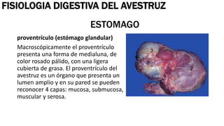 FISIOLOGIA DIGESTIVA AVESTRUZ-CONEJO-BUFALO DIAPOSITIVAS.pptx