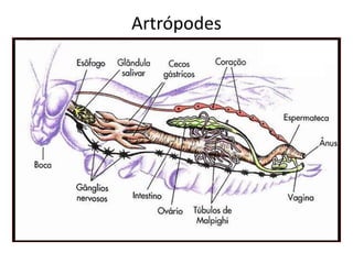Artrópodes
 
