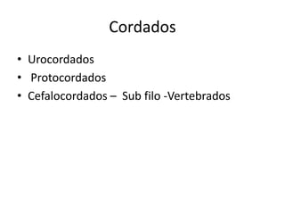 Cordados
• Urocordados
• Protocordados
• Cefalocordados – Sub filo -Vertebrados
 