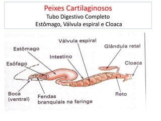 Peixes Cartilaginosos
Tubo Digestivo Completo
Estômago, Válvula espiral e Cloaca
 