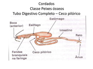 Cordados
Classe Peixes ósseos
Tubo Digestivo Completo – Ceco pilórico
 