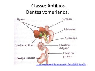 Classe: Anfíbios
Dentes vomerianos.
https://www.youtube.com/watch?v=5ReCUq6yuWk
 