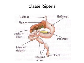Classe Répteis
 