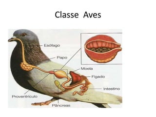 Classe Aves
 