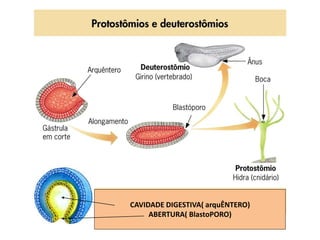CAVIDADE DIGESTIVA( arquÊNTERO)
ABERTURA( BlastoPORO)
 