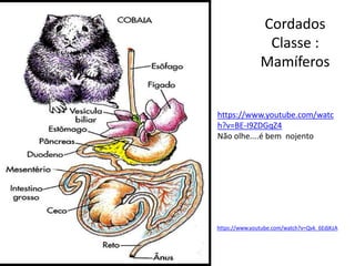 Cordados
Classe :
Mamíferos
https://www.youtube.com/watc
h?v=BE-I9ZDGqZ4
Não olhe....é bem nojento
https://www.youtube.com/watch?v=Qvk_6EdjKzA
 