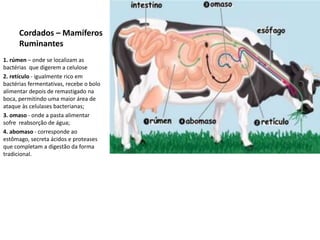Cordados – Mamíferos
Ruminantes
1. rúmen – onde se localizam as
bactérias que digerem a celulose
2. retículo - igualmente rico em
bactérias fermentativas, recebe o bolo
alimentar depois de remastigado na
boca, permitindo uma maior área de
ataque às celulases bacterianas;
3. omaso - onde a pasta alimentar
sofre reabsorção de água;
4. abomaso - corresponde ao
estômago, secreta ácidos e proteases
que completam a digestão da forma
tradicional.
 