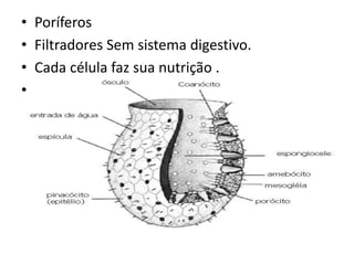 • Poríferos
• Filtradores Sem sistema digestivo.
• Cada célula faz sua nutrição .
• Coanócitos, amebócitos, espongiocele
 
