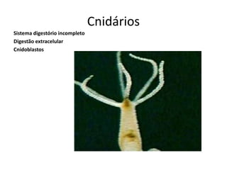 Cnidários
Sistema digestório incompleto
Digestão extracelular
Cnidoblastos
 