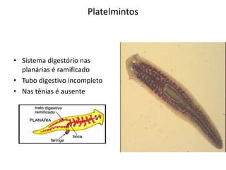 Platelmintos
• Sistema digestório nas
planárias é ramificado
• Tubo digestivo incompleto
• Nas tênias é ausente
 