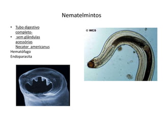 Nematelmintos
• Tubo digestivo
completo-
• sem glândulas
acessórias
Necator americanus
Hematófago
Endoparasita
 