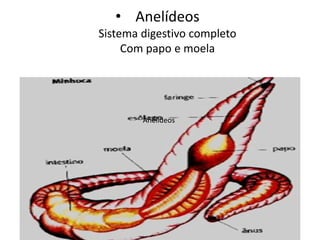 • Anelídeos
Sistema digestivo completo
Com papo e moela
Anelídeos
 
