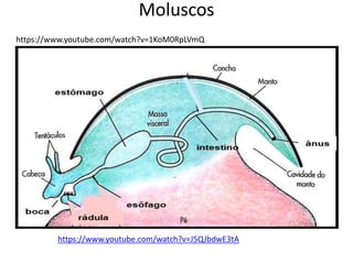 Moluscos
https://www.youtube.com/watch?v=1KoM0RpLVmQ
https://www.youtube.com/watch?v=J5QJbdwE3tA
 