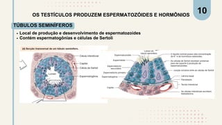 OS TESTÍCULOS PRODUZEM ESPERMATOZÓIDES E HORMÔNIOS
TÚBULOS SEMINÍFEROS
Local de produção e desenvolvimento de espermatozoides
Contém espermatogônias e células de Sertoli
10
 