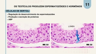 OS TESTÍCULOS PRODUZEM ESPERMATOZÓIDES E HORMÔNIOS
CÉLULAS DE SERTOLI
Regulação do desenvolvimento de espermatozoides
Produção e secreção de proteínas
ABP
11
 