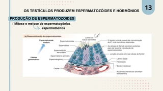OS TESTÍCULOS PRODUZEM ESPERMATOZÓIDES E HORMÔNIOS
PRODUÇÃO DE ESPERMATOZOIDES
Mitose e meiose de espermatogônias
espermatócitos
13
 