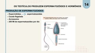OS TESTÍCULOS PRODUZEM ESPERMATOZÓIDES E HORMÔNIOS
PRODUÇÃO DE ESPERMATOZOIDES
Espermátides espermatozoides
Cauda flagelada
Acrossomo
200 MI de espermatozoides por dia
14
 