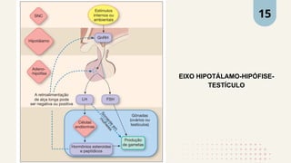 EIXO HIPOTÁLAMO-HIPÓFISE-
TESTÍCULO
15
 