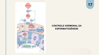 CONTROLE HORMONAL DA
ESPERMATOGÊNESE
17
 