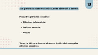 Possui três glândulas acessórias:
Glândulas bulbouretrais;
Vesículas seminais;
Próstata
*Cerca de 99% do volume do sêmen é o líquido adicionado pelas
glândulas acessórias.
As glândulas acessórias masculinas secretam o sêmen
18
 