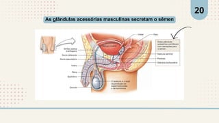 As glândulas acessórias masculinas secretam o sêmen
20
 
