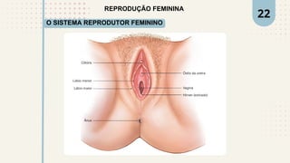 REPRODUÇÃO FEMININA
22
O SISTEMA REPRODUTOR FEMININO
 